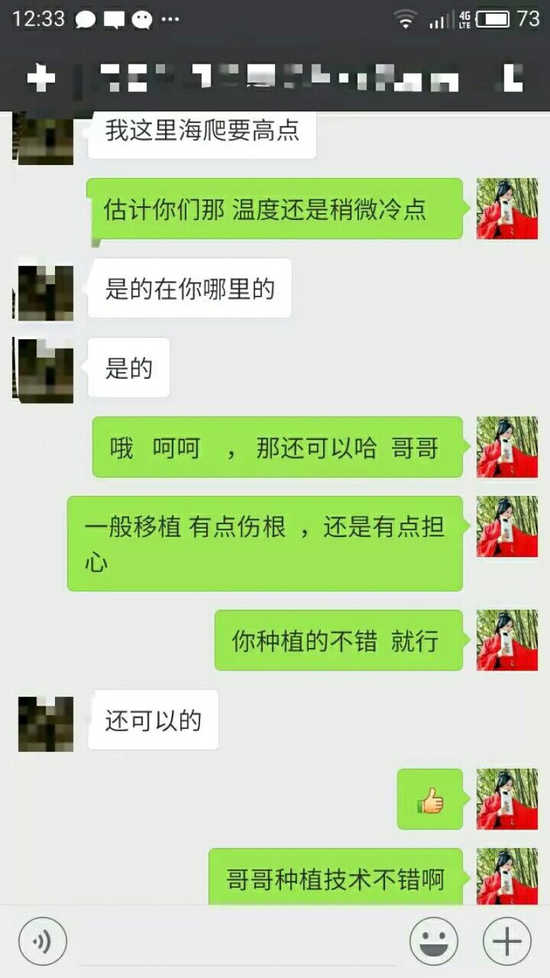 出售明年可以结果的蓝莓树