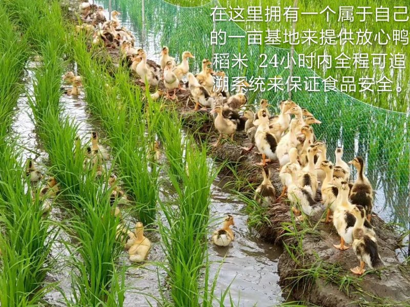 有机鸭稻米-稻花香