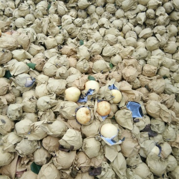 黄金梨，4到7两，双层纸袋，果面有锈色，皮薄肉l细糖量l