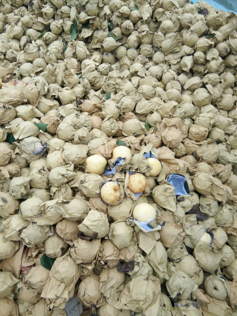 黄金梨，4到7两，双层纸袋，果面有锈色，皮薄肉l细糖量l