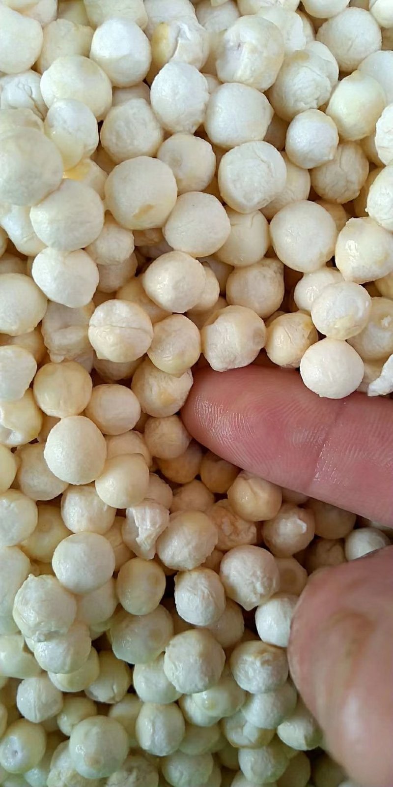 速冻鲜芡实！东吴芡实为您提供更新鲜更营养的鲜芡实！