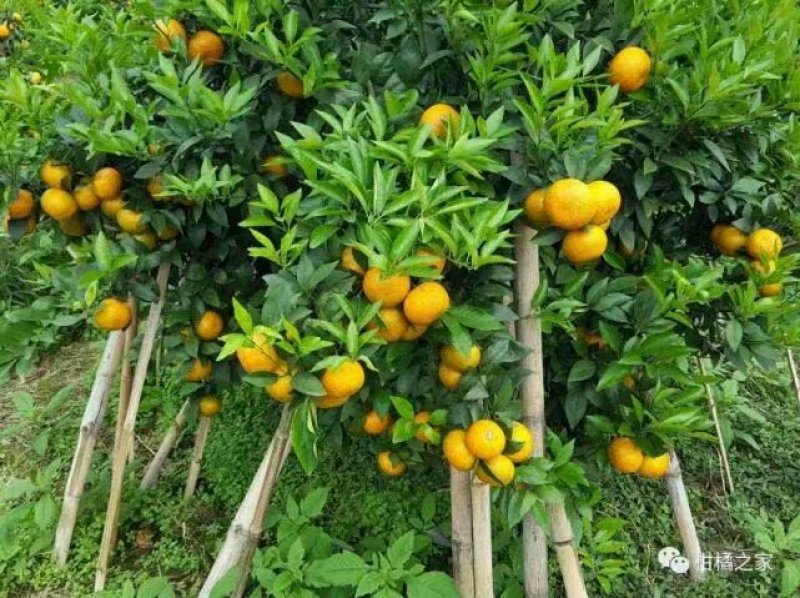 沃柑