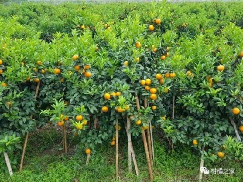沃柑