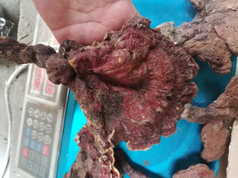 灵芝纯野生灵芝赤灵芝灵芝菌