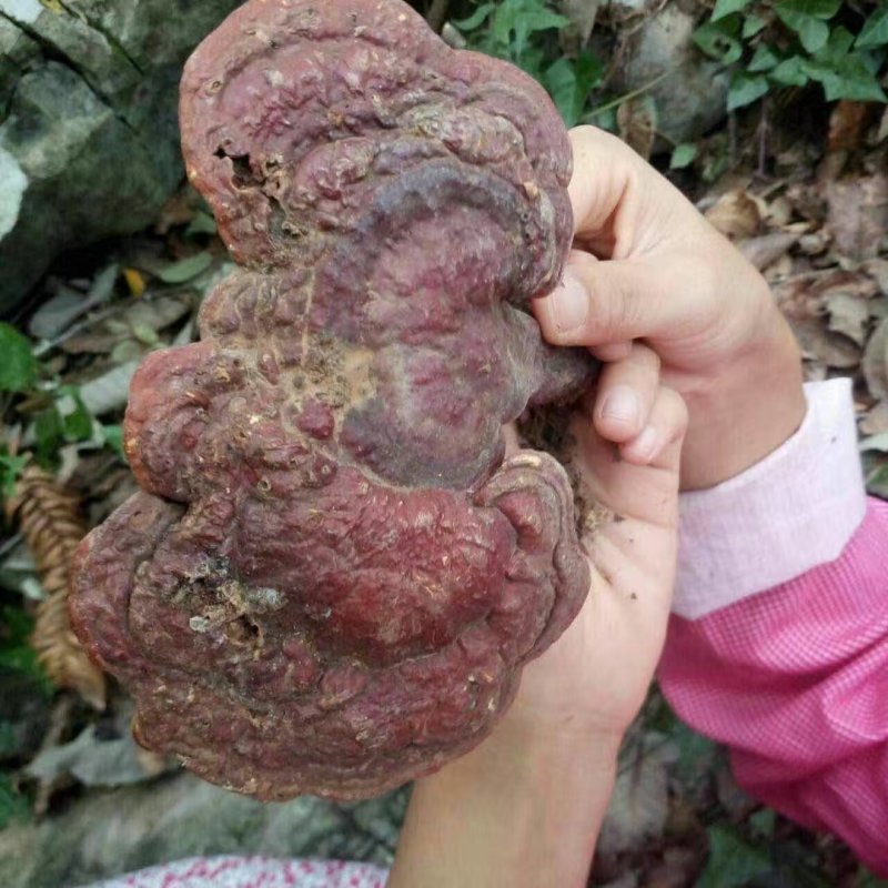 灵芝纯野生灵芝赤灵芝灵芝菌