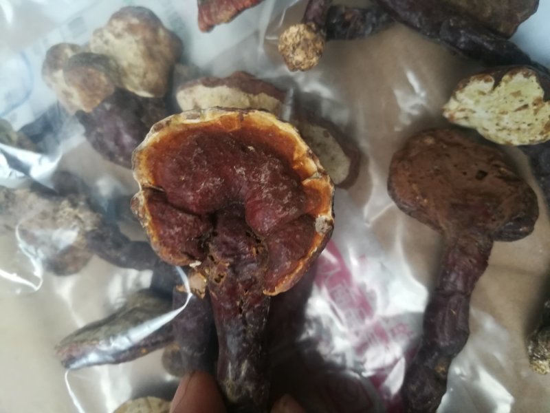 灵芝纯野生灵芝赤灵芝灵芝菌