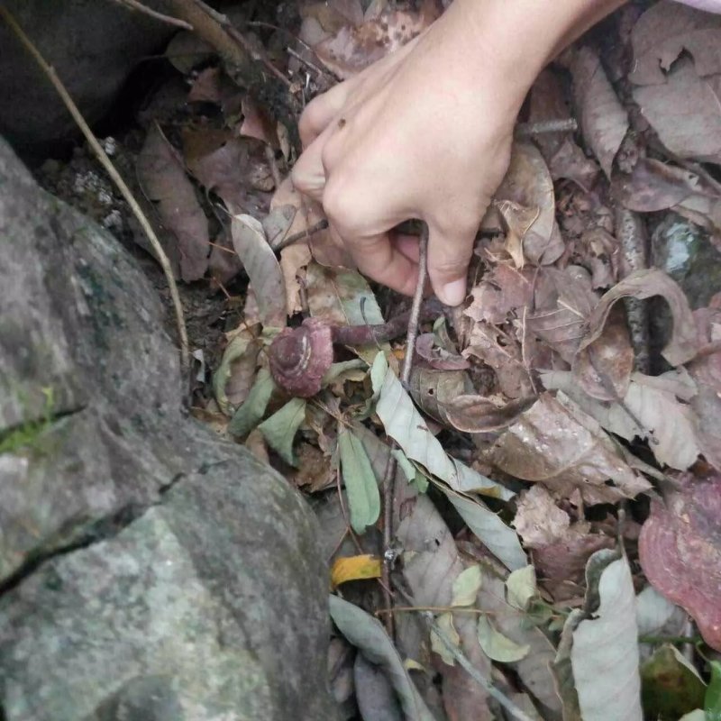 灵芝纯野生灵芝赤灵芝灵芝菌