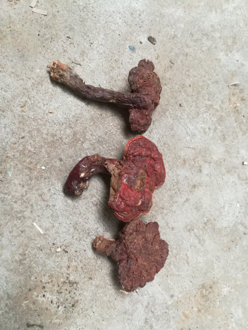 灵芝纯野生灵芝赤灵芝灵芝菌