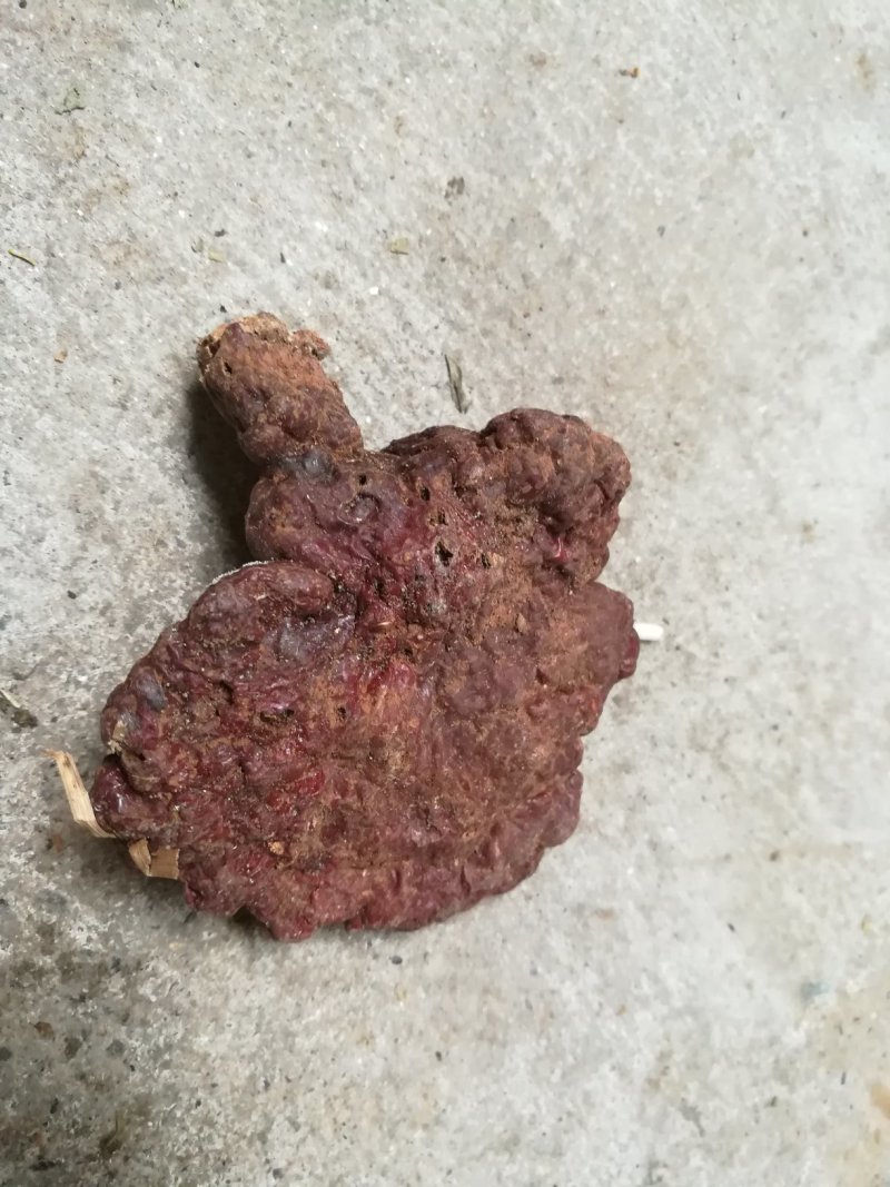 灵芝纯野生灵芝赤灵芝灵芝菌