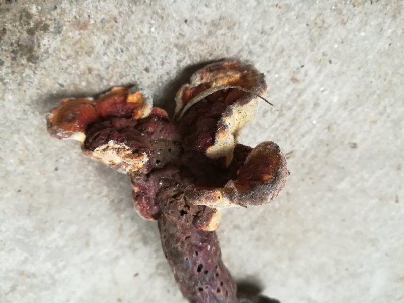 灵芝纯野生灵芝赤灵芝灵芝菌