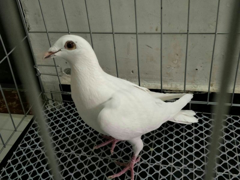 种鸽信鸽120一对，花色不同价格不同