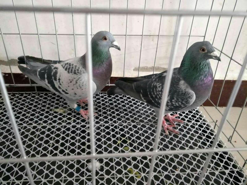 种鸽信鸽120一对，花色不同价格不同