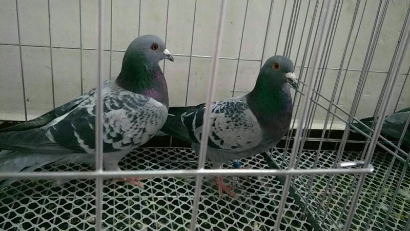 种鸽信鸽120一对，花色不同价格不同
