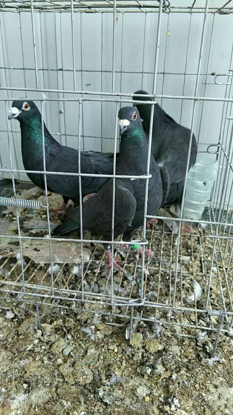 种鸽信鸽120一对，花色不同价格不同