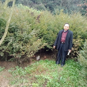 红豆杉