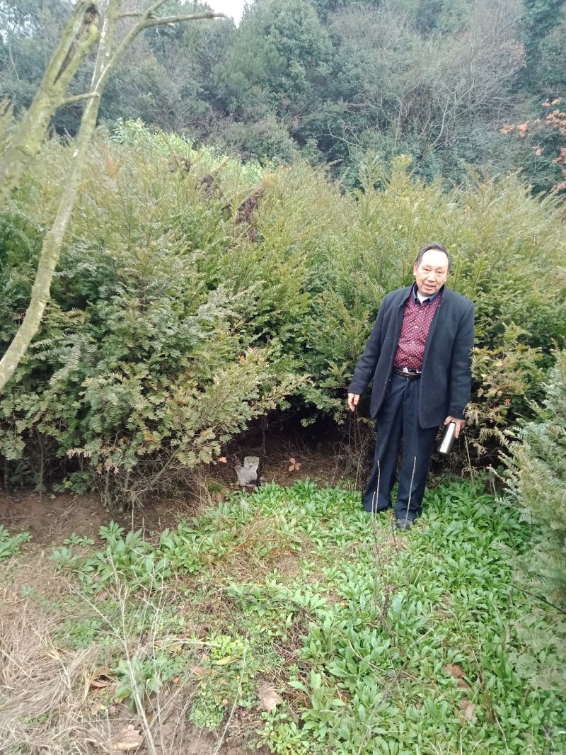 红豆杉