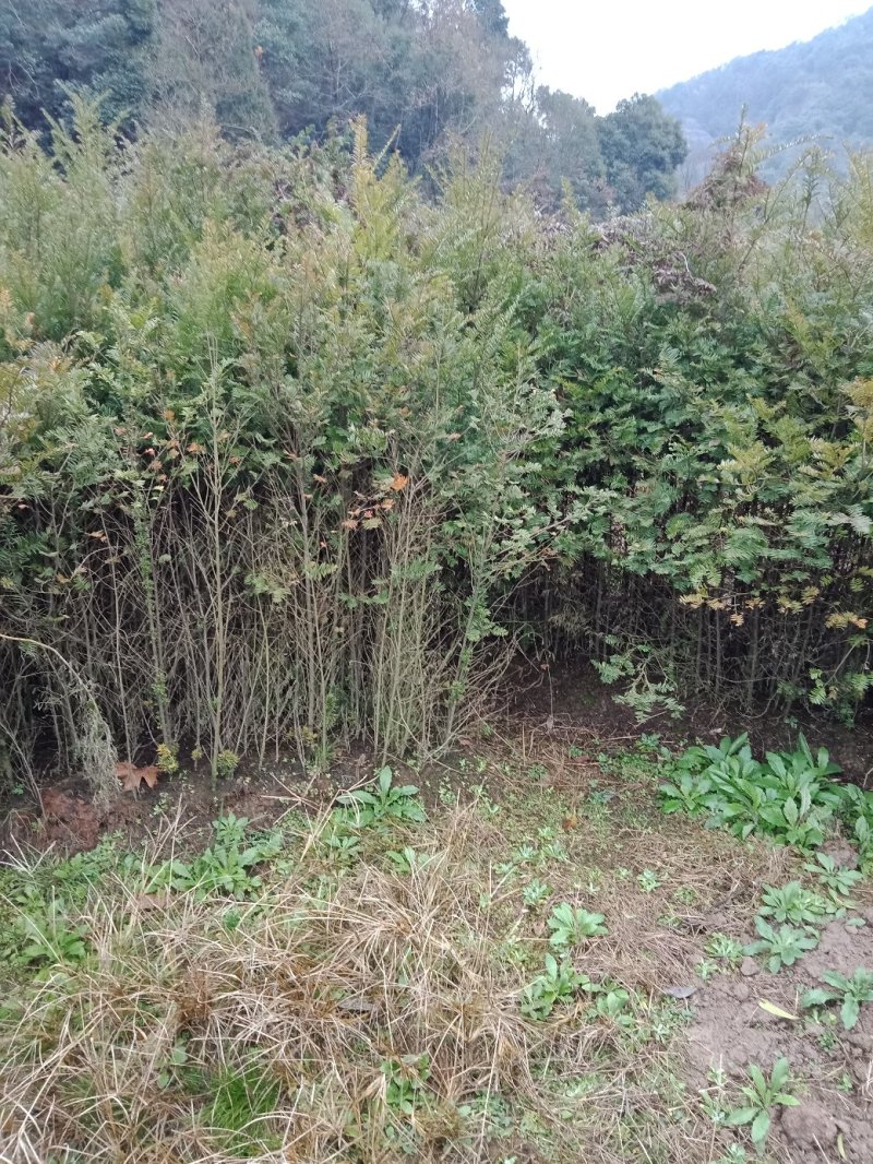 红豆杉