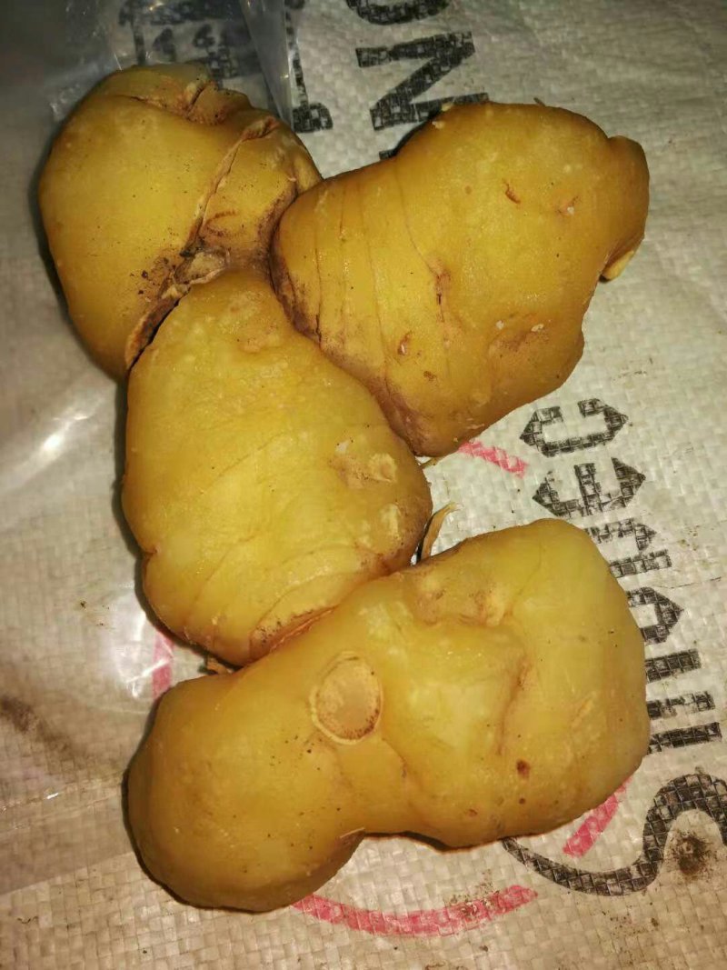 多花姜型黄精