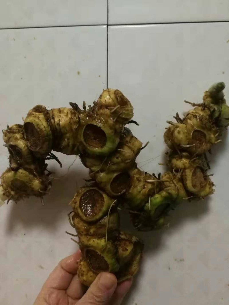 多花姜型黄精
