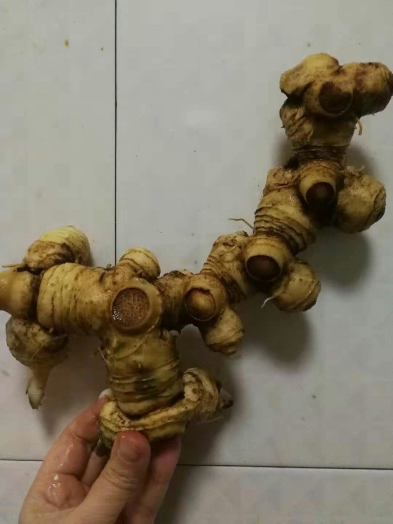 多花姜型黄精