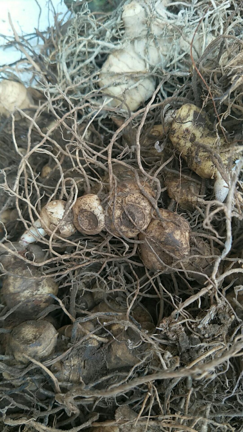 多花姜型黄精
