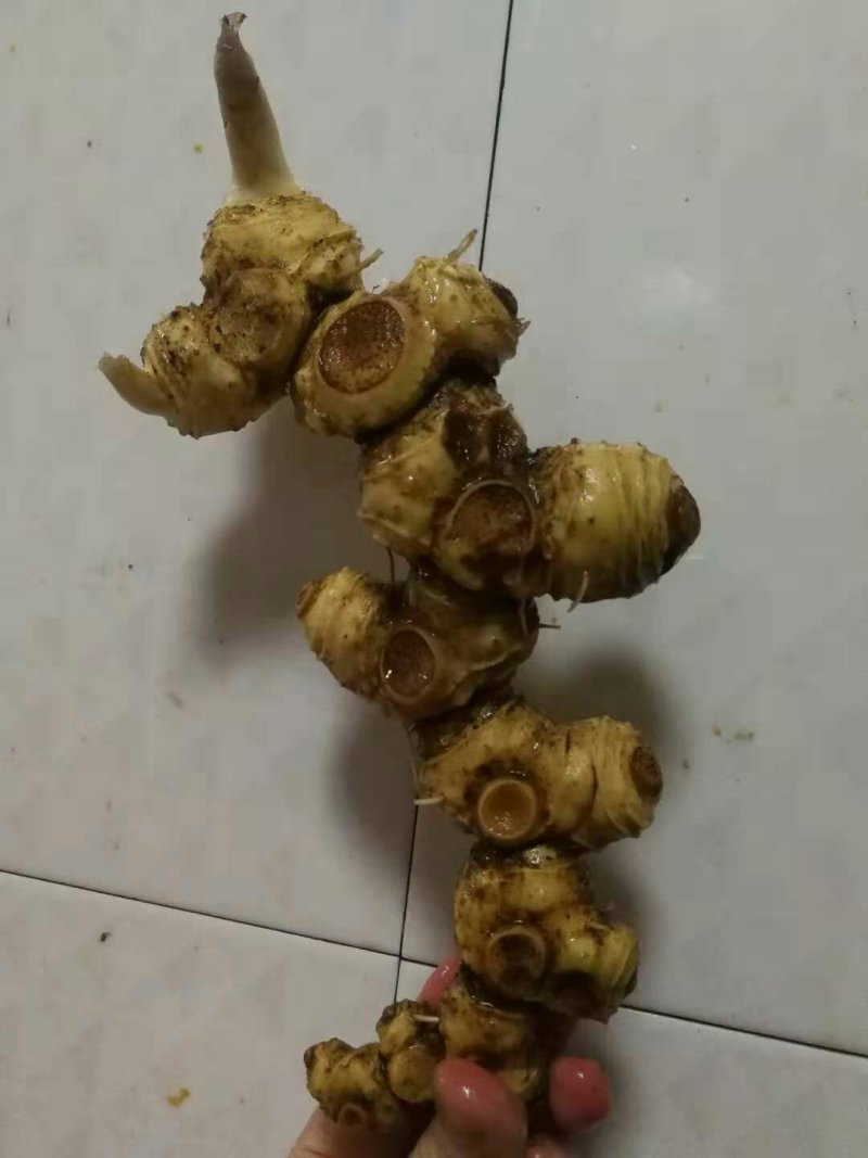 多花姜型黄精