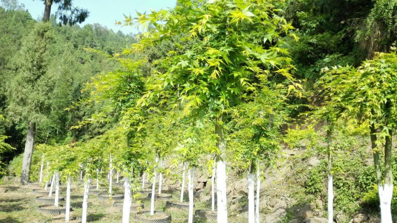 大量优惠供应鸡爪槭！红枫类绿化工程苗木！大小规格齐！