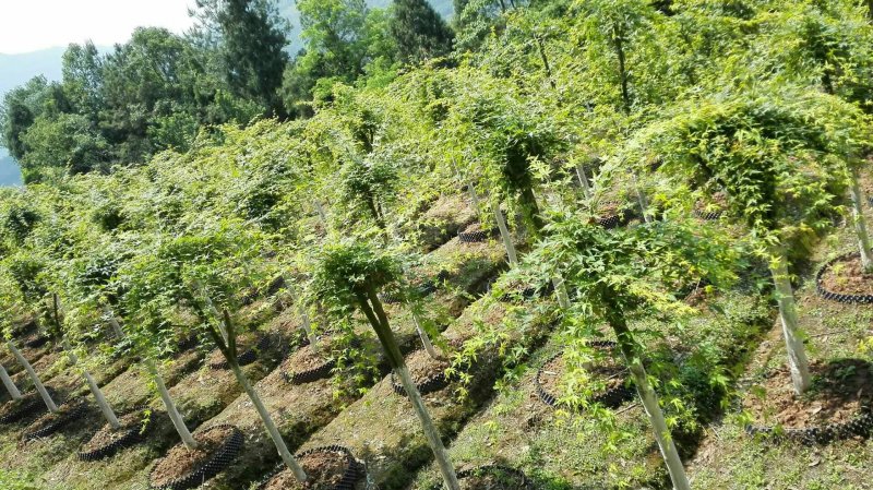 大量优惠供应鸡爪槭！红枫类绿化工程苗木！大小规格齐！