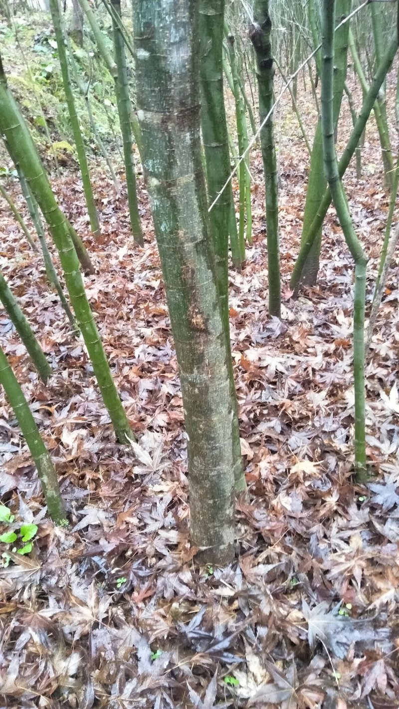 大量优惠供应鸡爪槭！红枫类绿化工程苗木！大小规格齐！