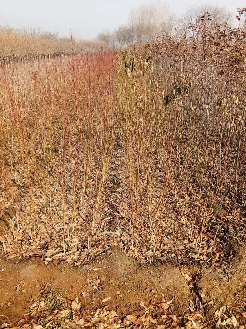 苹果苗，各种果树苗