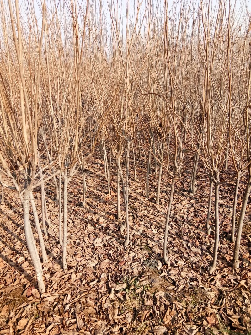苹果苗，各种果树苗