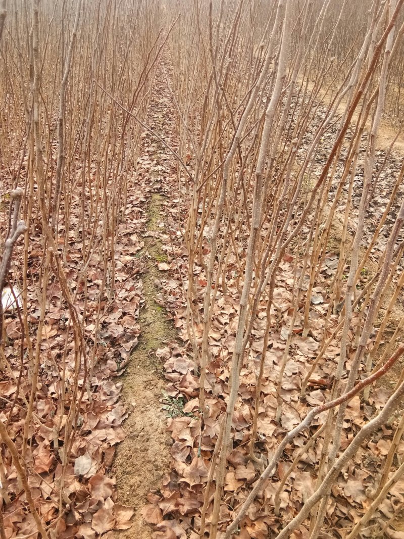 苹果苗，各种果树苗