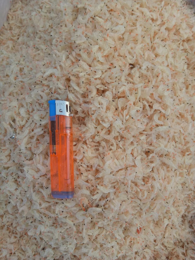 大量批发无盐虾皮，渤海湾虾皮