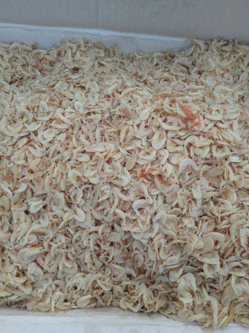 大量批发无盐虾皮，渤海湾虾皮