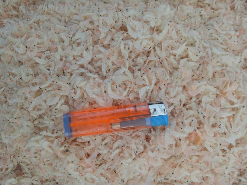 大量批发无盐虾皮，渤海湾虾皮
