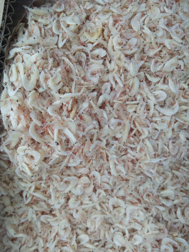 大量批发无盐虾皮，渤海湾虾皮