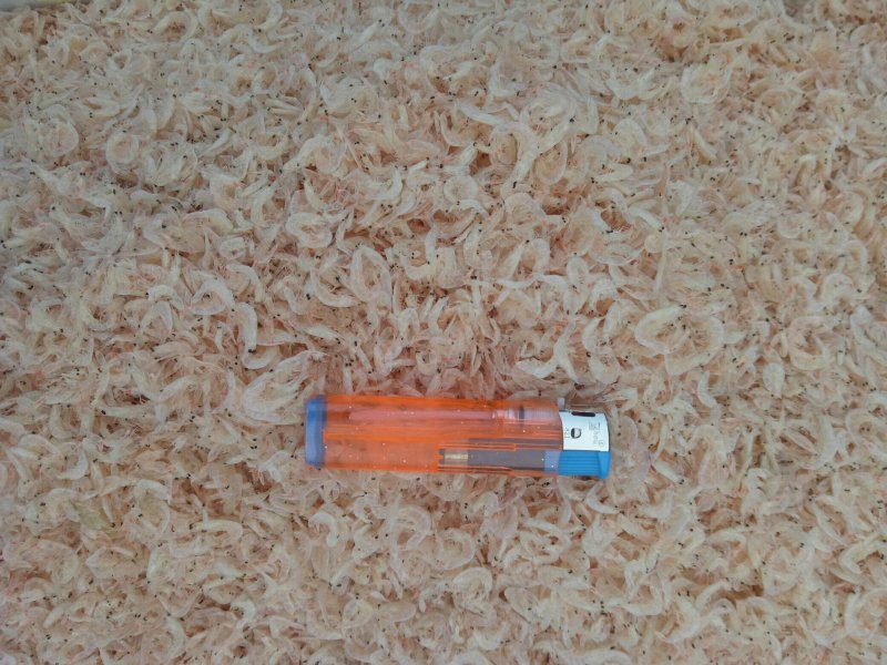 大量批发无盐虾皮，渤海湾虾皮