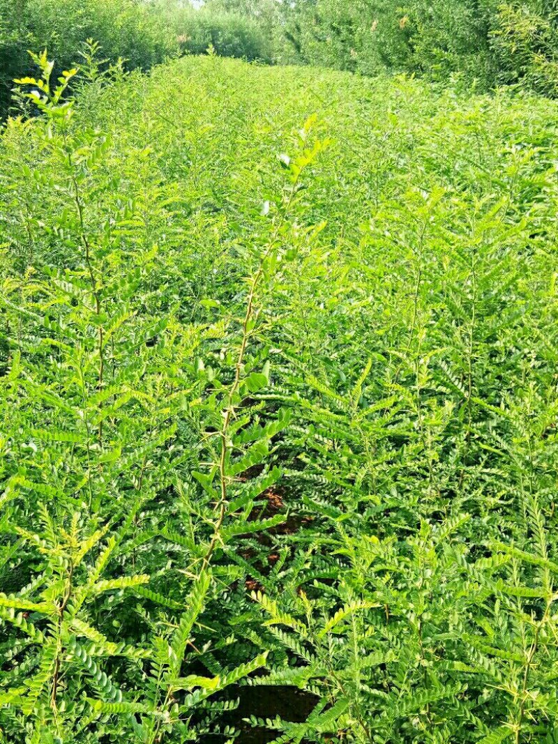 皂角苗，一年种子苗，定植苗，长年种植出售各种规格皂角树