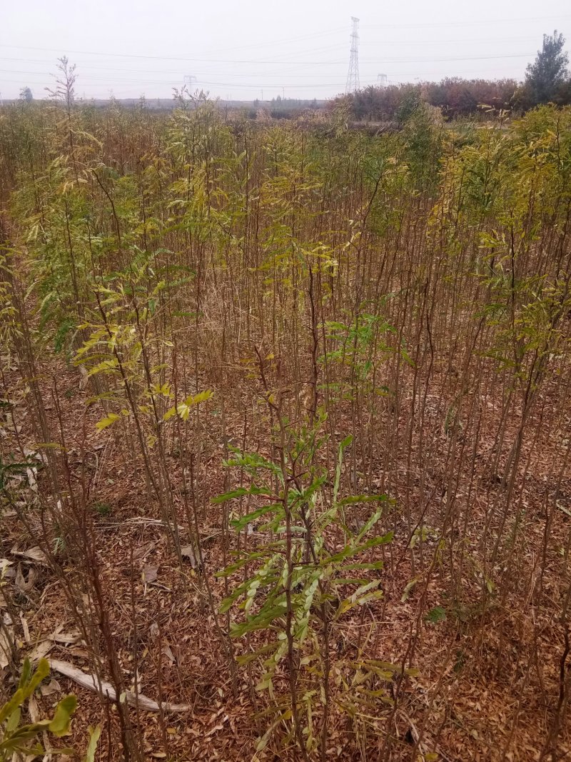 皂角苗，一年种子苗，定植苗，长年种植出售各种规格皂角树