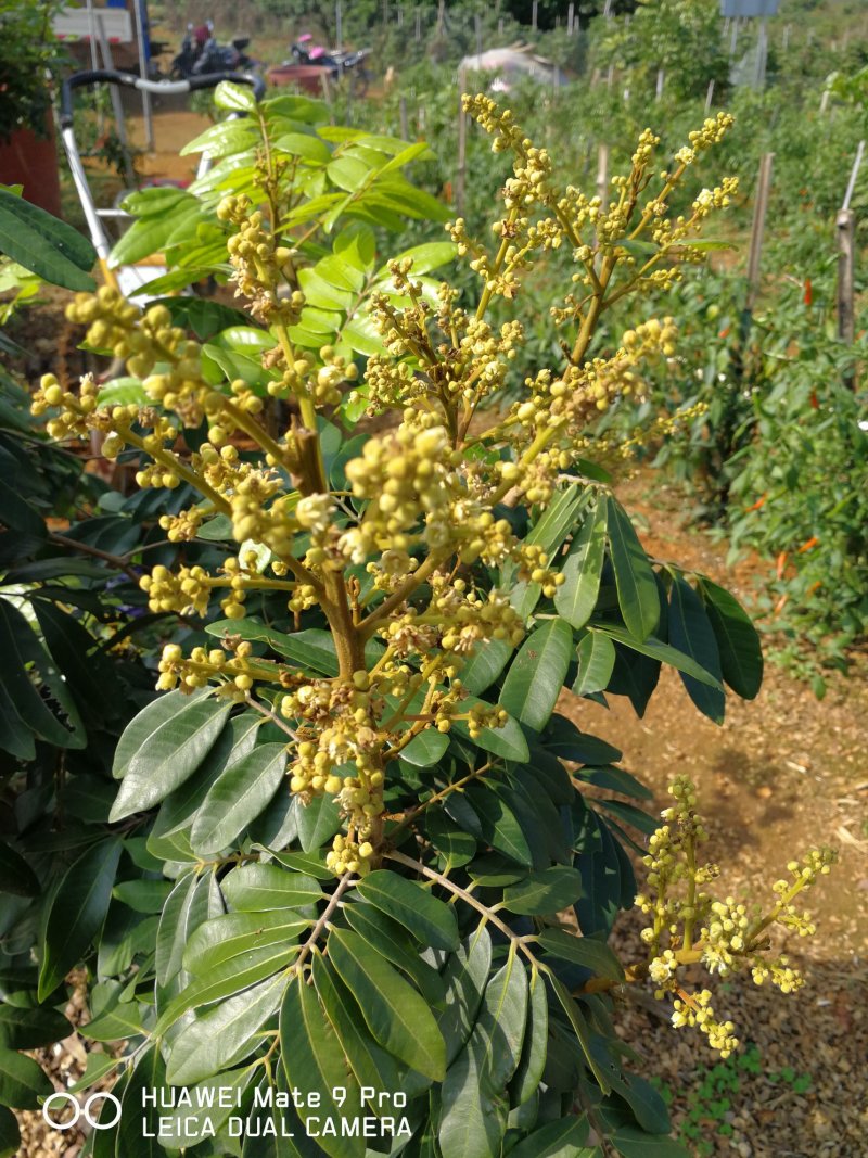 四季蜜龙眼苗四季开花结果