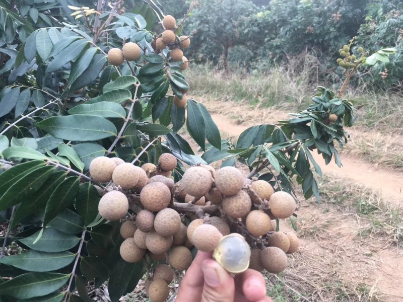 四季蜜龙眼苗四季开花结果