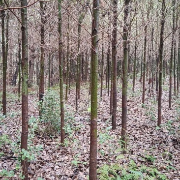 香樟