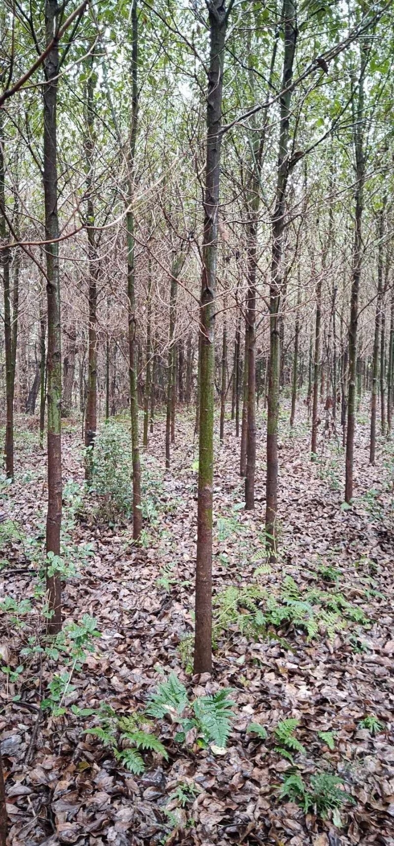 香樟