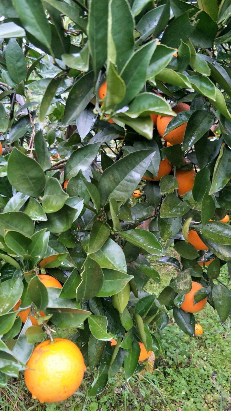 中国麻阳冰糖橙自家果园基地直接供货、果面干净、山顶上浓甜