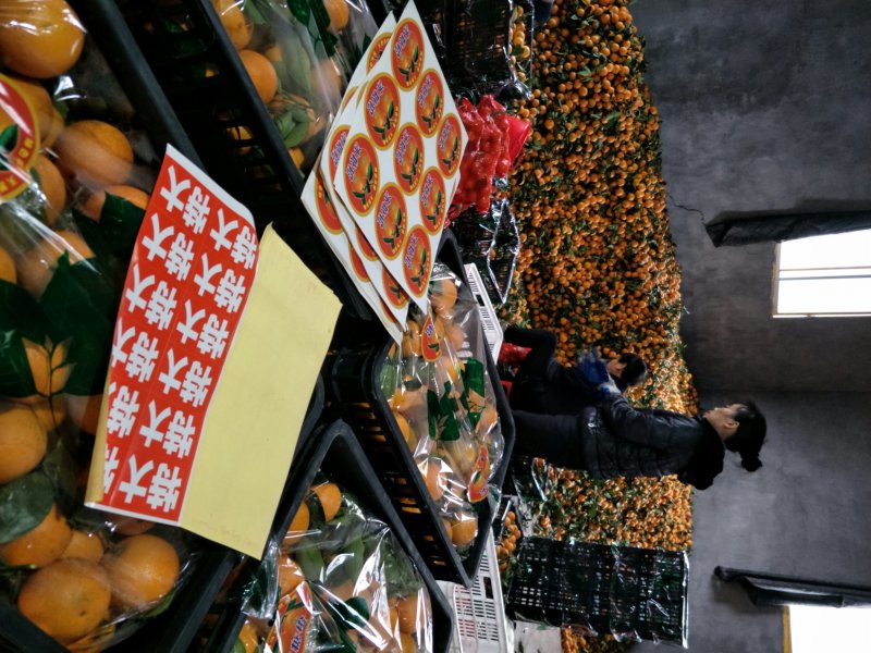 中国麻阳冰糖橙自家果园基地直接供货、果面干净、山顶上浓甜