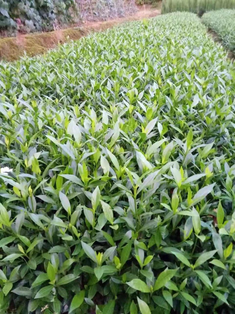 栀子花