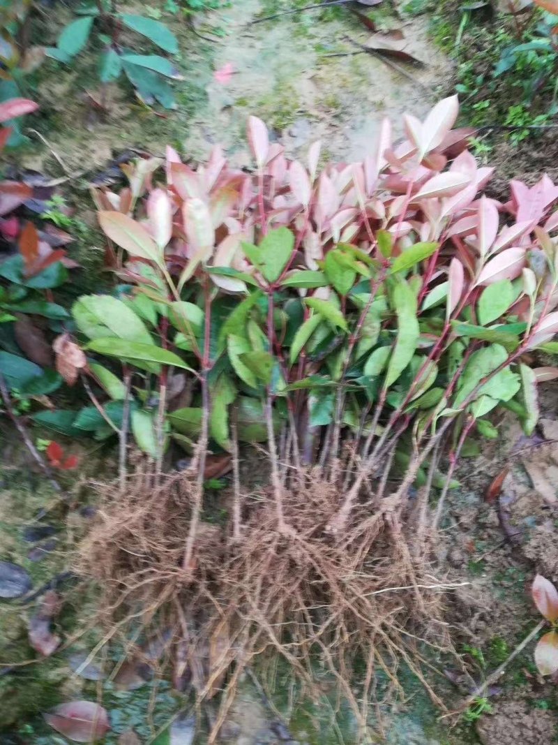红叶石楠