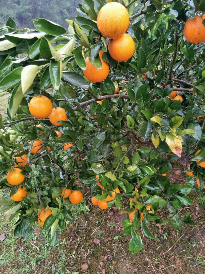 麻阳冰糖橙自家供货