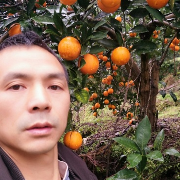 麻阳冰糖橙自家供货