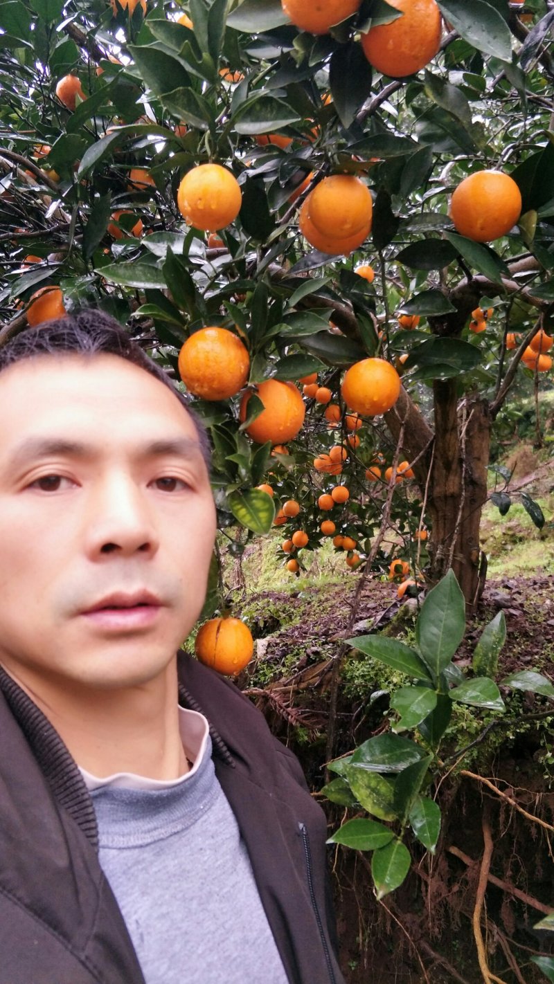 麻阳冰糖橙自家供货